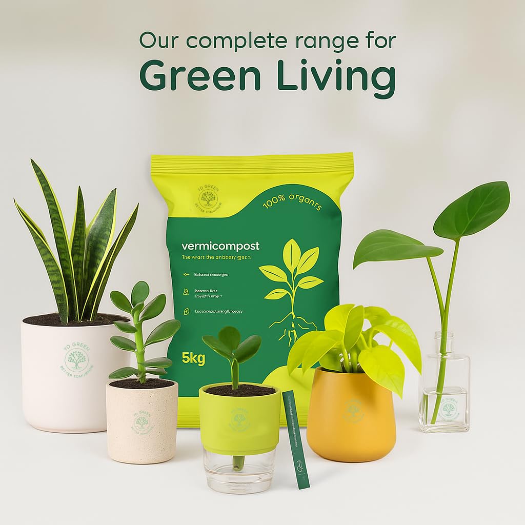 Ceramic Single Pot for Lucky Brazilian Wood Plant for Living Room - Healthy Indoor Feng Shui Plant, Low Maintenance Air Purifying Decor