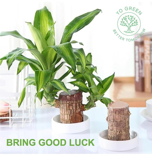 Ceramic Single Pot for Lucky Brazilian Wood Plant for Living Room - Healthy Indoor Feng Shui Plant, Low Maintenance Air Purifying Decor