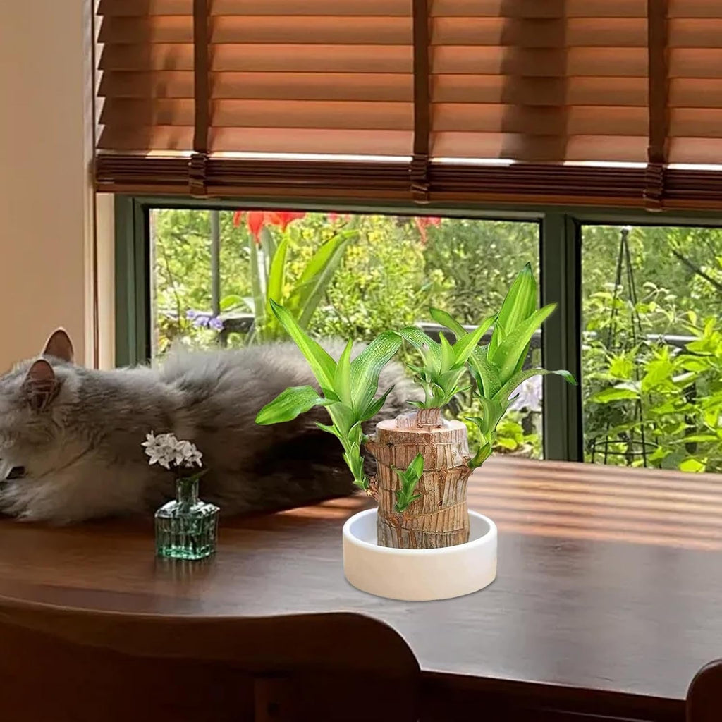 Plantoos India - Brazilian Wood Lucky Bamboo Live Plant, Good Luck Plant, Healthy Indoor Feng Sui Brazil Plants