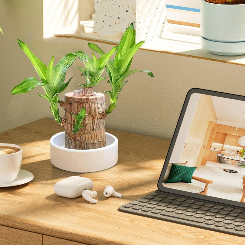 Plantoos India - Brazilian Wood Lucky Bamboo Live Plant, Good Luck Plant, Healthy Indoor Feng Sui Brazil Plants