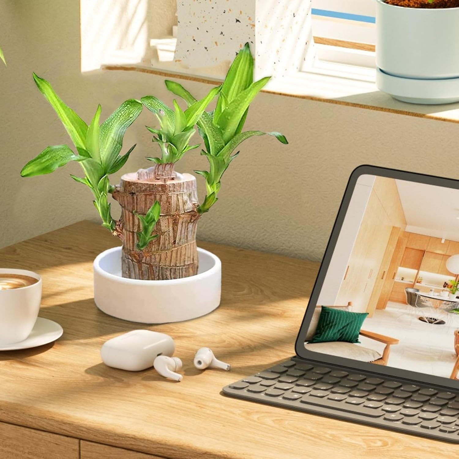 Plantoos India - Brazilian Wood Lucky Bamboo Live Plant, Good Luck Plant, Healthy Indoor Feng Sui Brazil Plants