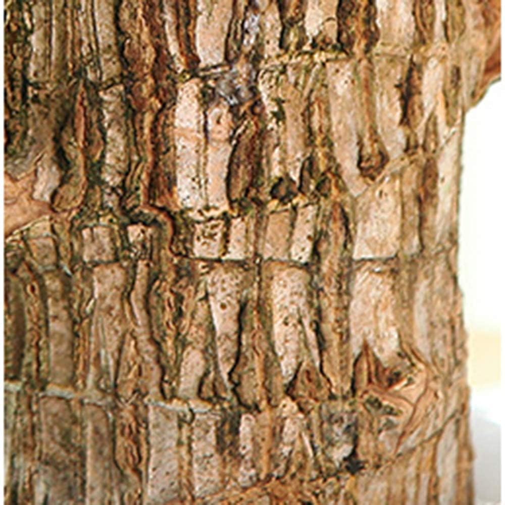 Plantoos India - Brazilian Wood Lucky Bamboo Live Plant, Good Luck Plant, Healthy Indoor Feng Sui Brazil Plants