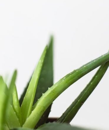 7 Best Organic Aloe Vera Brands For Nourishing Your Skin!