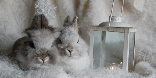 Find out how to Get the Cutest and Most Beautiful Photos of Rabbits!